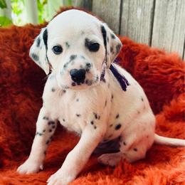 Purple - White and black female Dalmatian puppy in Westhoff, Texas from Smart Dalmatians (LUA)
