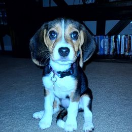 Georgia - Beagle