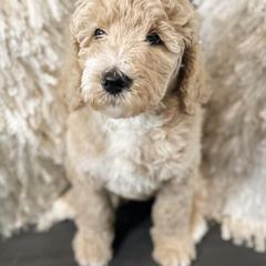 Toby (blue collar) - Apricot Goldendoodle puppy in Modesto, California from HoneyBee’s Doodles and Poodles