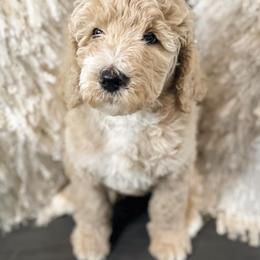 Toby (blue collar) - Apricot Goldendoodle puppy in Modesto, California from HoneyBee’s Doodles and Poodles