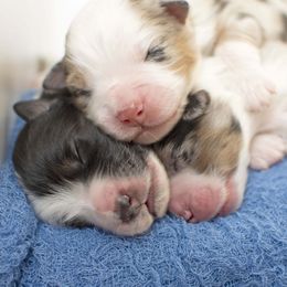 Australian Shepherd Puppies from Saddle Peak Aussies