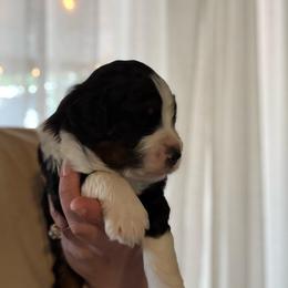Alvin - Tri-color male Bernedoodle puppy in Jacksonville, Florida from Dandelion Doodles