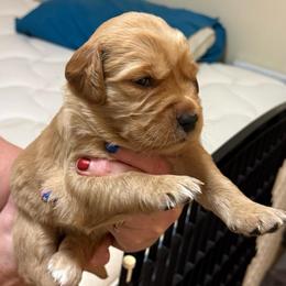 Teal collar - Dark golden male Golden Retriever puppy in Indianapolis, Indiana from ZuGolden Retrievers & Doodles