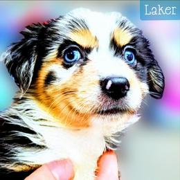 Laker - Blue merle male Miniature Australian Shepherd puppy in Punta Gorda, Florida from Christie's Creekside Aussies