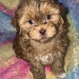 Spice - Brown female Shihpoo puppy in Cedar Springs, Michigan from Pridespoodles