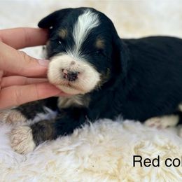 Vanilla - Tri-color male Bernedoodle puppy in Colorado Springs, Colorado from Mercy Mountain Bernedoodles