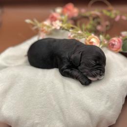 Buddy - Black and white male Cocker Spaniel puppy in La Veta, Colorado from BRX Country Cockers LLC