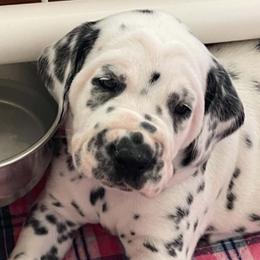 Indigo (purple boy) - White and black male Dalmatian puppy in Acampo, California from Gateway Farm Dalmatians