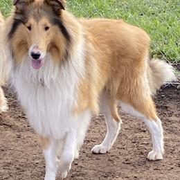 Revvy - Collie