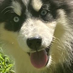 Siberian Huskies from Gilkey’s Small Town Huskies