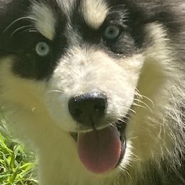 Siberian Huskies from Gilkey’s Small Town Huskies