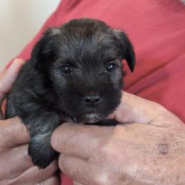 Jester - Salt and pepper male Miniature Schnauzer puppy in Huron, Tennessee from Wilma's Paw-Paw Patch