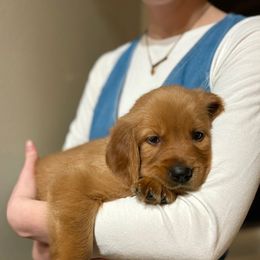 Assorted Doodle Crosses and Golden Retriever Puppies from Golden Palms Puppies