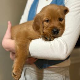 Assorted Doodle Crosses and Golden Retriever Puppies from Golden Palms Puppies