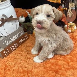 Leo - Wheaten male Miniature Schnauzer puppy in Grayson, Kentucky from Seventh Heaven Schnauzers