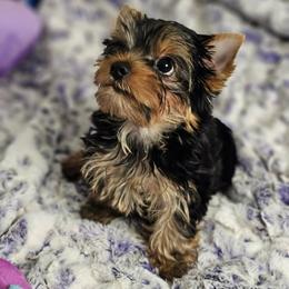 Yorkshire Terrier Puppies from CHABRE Yorkshire Terriers