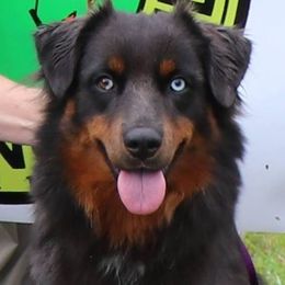 Australian Shepherds from Comeback Aussies