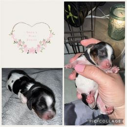 Black boy - Piebald male Dachshund puppy in Pope, Mississippi from Anna’s Mini Doxies