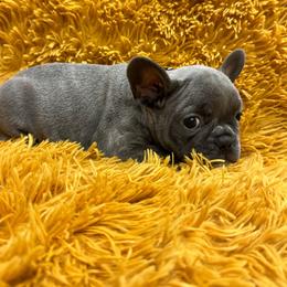 Mia - Blue fawn female French Bulldog puppy in Clever, Missouri from Crystals Bulldog Bungalow
