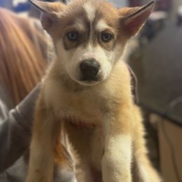 Blaze - Black tan and white Siberian Husky puppy in Rancho Cucamonga, California from Rice Breeders