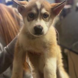 Blaze - Black tan and white Siberian Husky puppy in Rancho Cucamonga, California from Rice Breeders