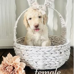 Labradoodle Puppies from Maple’s Doodles