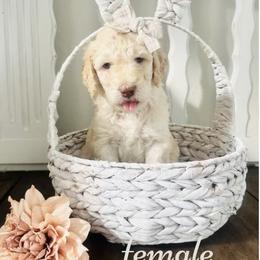 Labradoodle Puppies from Maple’s Doodles