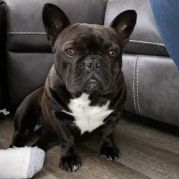 French Bulldog All Grown Up from High Desert King Bullies