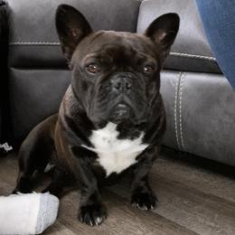 French Bulldog All Grown Up from High Desert King Bullies