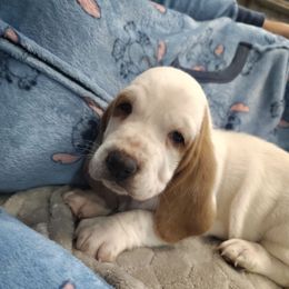 Molly - Red and white female Basset Hound puppy in Newton Grove, North Carolina from MGA Basset Hound