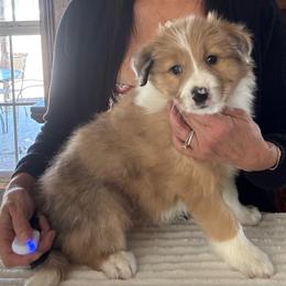 Seal Merle Limited registration - Atypical merle female Border Collie puppy in Apple Valley, California from Flying S Ranch Border Collies