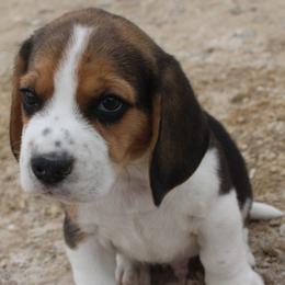 Reno Sacramento Rip - Black tan and white male Beagle puppy in Spring Creek, Nevada from Badland Kennel