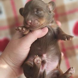 Sterling - Chocolate and tan male Dachshund puppy in Loganville, Georgia from Royal Dackel Haus
