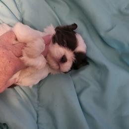 Bologna - Gold and white male Shih Tzu puppy in Newport, Arkansas from Gina's Lil Zues and Yorkies Kennel