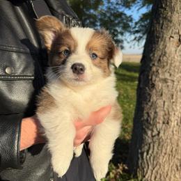 Ash - Blue male Pembroke Welsh Corgi puppy in Paxton, Illinois from McGovern Family Corgis