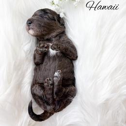 Hawaii - Merle female Goldendoodle puppy in from Pink Poodles and Doodles