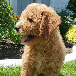 Goldendoodle Puppies from Brulee Doodles