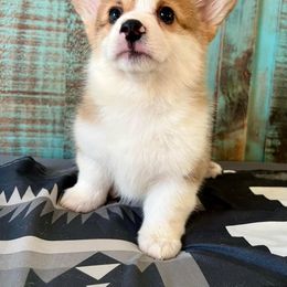 Pembroke Welsh Corgi Puppies from The King’s Corgis