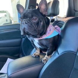 Cardi - French Bulldog