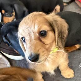 Chantilly (Tilly) (green collar) - Cream female Dachshund puppy in Shawnee, Oklahoma from Magic Eagle Miniature Dachshunds