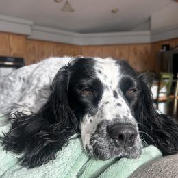 English Springer Spaniel puppies from Maggie Mae’s Springer Spaniel Spot