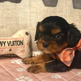 Benedict - Black and tan male Cavalier King Charles Spaniel puppy in Conway, Missouri from Jordan  Harrison
