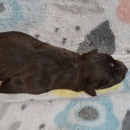 Australian Shepherd Puppies from Nicole Brinton