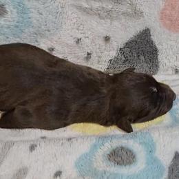 Australian Shepherd Puppies from Nicole Brinton