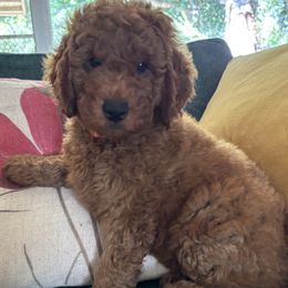 Goldendoodle Puppies from Ginger Doodles