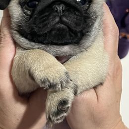 Pug Puppies from Garrick’s Precious Pugs