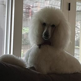 Elle Woods - Poodle