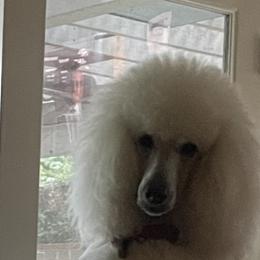 Elle Woods - Poodle