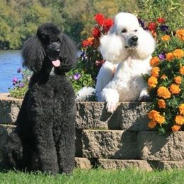 Poodles from Starfleet Poodles
