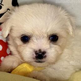 Biewer Terriers, Miniature Schnauzers, Morkies, and Yorkshire Terriers from Blue Ridge Mountain Puppies